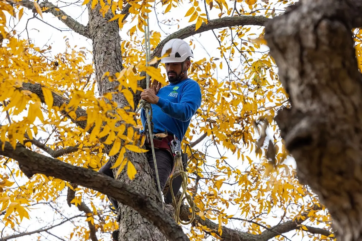 Skilled Tree Planting crew working in Cheswold